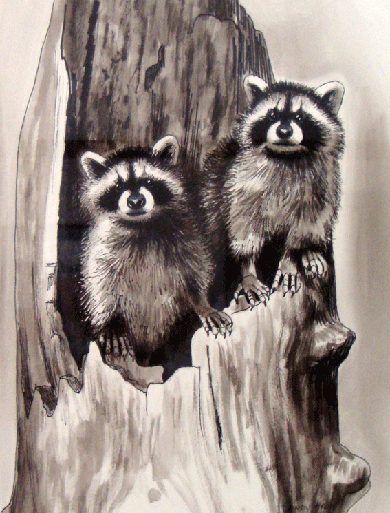 Racoons-1